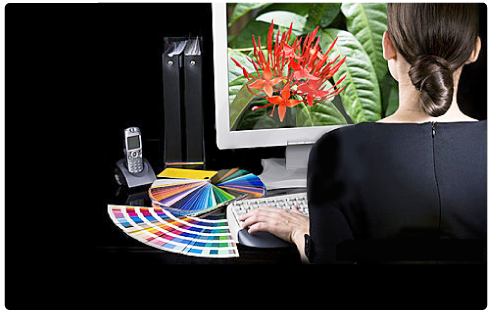 Web design - Netservice è costruzione siti web a Senigallia (Ancona)